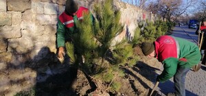 На улицах Одессы высаживают сосны