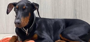 В Киеве ищут хозяина добермана, которого сбила машина