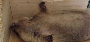 День бабака у Львові: Марічки та Михайлик впали у сплячку