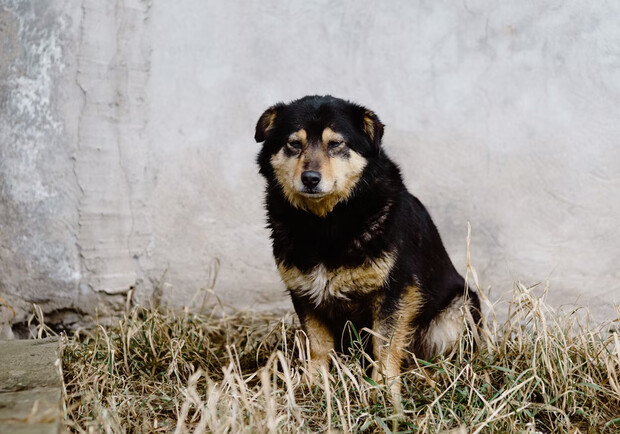 В Гидропарке в Киеве догхантеры отравили бездомных собак. 