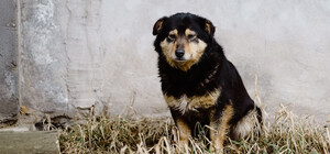 У Гідропарку догхантери отруїли бездомних собак 