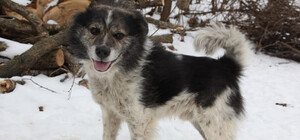 Где в Полтаве взять домой бездомных собак и кошек