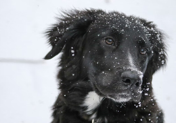 На Київщині чоловік врятував життя собаці, який впав під кригу. 