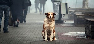 В Запорожье может появиться Центр помощи бездомным животным