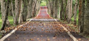 В Киеве обновили интернет-карту зон, где разрешено высаживать деревья