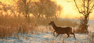 Браконьєра, який вбив лань на Одещині, посадили у в'язницю