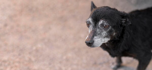В Днепре на Парусе собак травят колбасой