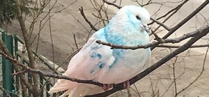 У Львові розшукують власника блакитного голуба