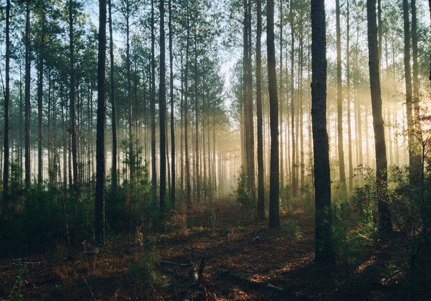 Росія планує вирубувати та продавати українські ліси - фото: Steven Kamenar/Unsplash