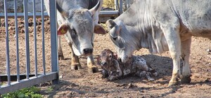 Джавелин, Украина и Победа: в Одесском зоопарке и дельфинарии пополнения