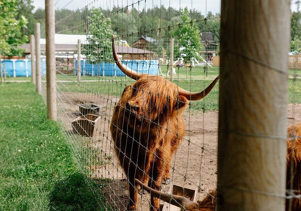 На Київщині окупанти обстріляли еко-парк Ясногородка: загинули тварини. 