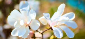 Ничто не остановит весну: в Одессе цветут сакуры и магнолии