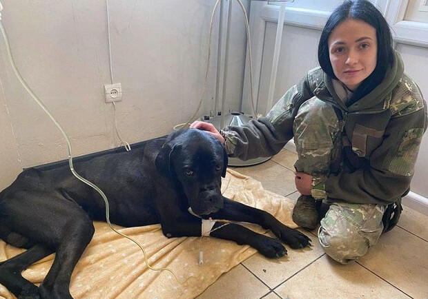 Київські кінологи врятували собаку, якого покинули господарі. 