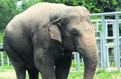 В столичный зоопарк везут двух слоних.
Фото www.segodnya.ua