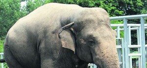 У киевлян появятся новые любимцы-слоники 