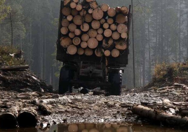 В Киевской области мужчина незаконно спилил полсотни деревьев на 200 тысяч гривен. 