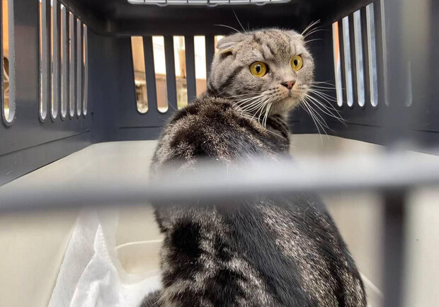 В Ирпене кот выжил после двух месяцев без еды и воды. 