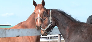 В Днепр с горячих точек эвакуировали более сотни лошадей