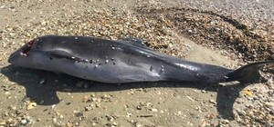 Погибают из-за войны: на одесском побережье заметили мертвых дельфинов