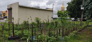 Посівний календар на травень 2022: що робити в останній місяць весни 