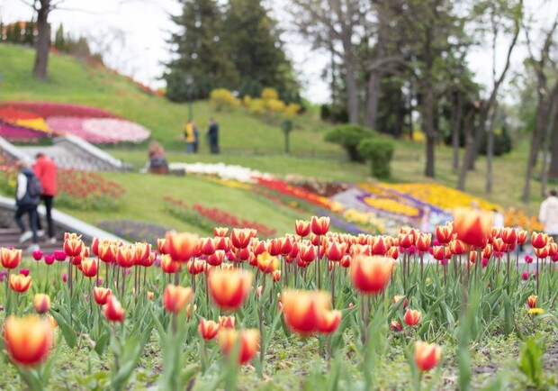В Киеве откроют выставку тюльпанов на "Певческом поле". 