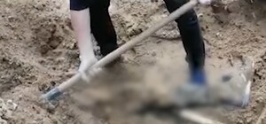 В Киевской области обнаружили 8 массовых захоронений