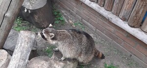 В Одесском зоопарке поселился енот Сеня, которого спасли зоозащитники 