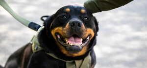 Ротвейлер Габриэлла обеспечивает оборону Киева на блокпостах