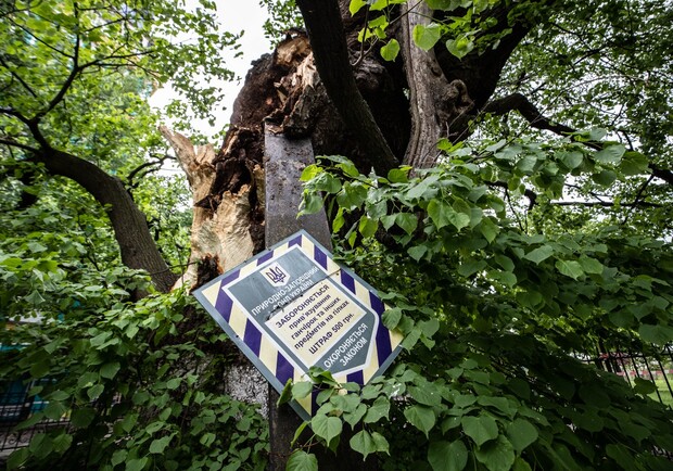 Експерти розповіли, як відновлюватимуть зруйновану вітром 400-річну липу в Києві. 