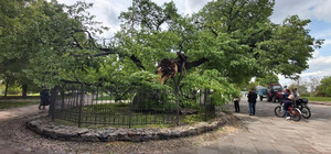 Почему повредилась липа Петра Могилы и что будут делать с обломанной ветвью