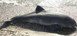 В Одесской области продолжают гибнуть дельфины