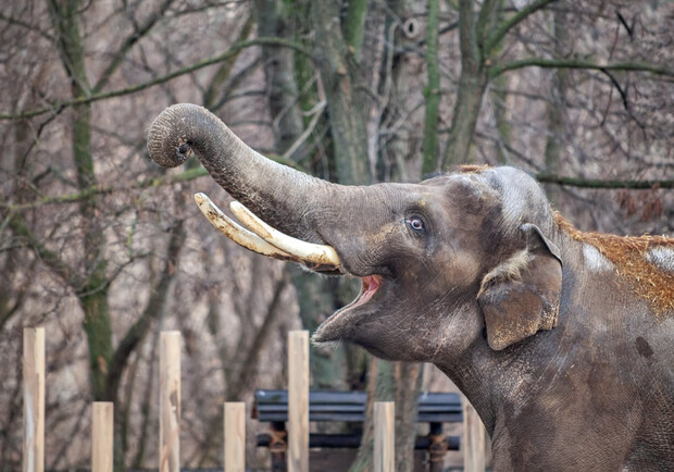 В Киевском зоопарке из-за боевых действий приютили более 140 животных. 