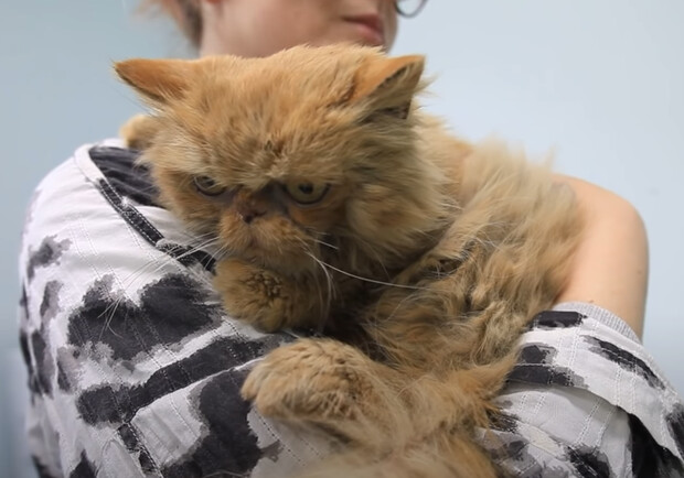 У якому стані зараз кішка Шафа, яку врятували у Бородянці. 