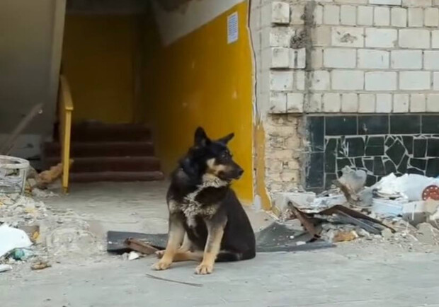 В Бородянке пес Хатико два месяца ждет хозяев у разрушенного дома. 