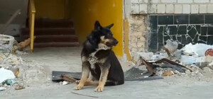 В Бородянке пес Хатико два месяца ждет хозяев возле разрушенного дома