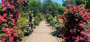 Любуемся: в одесском ботсаду цветет розарий 