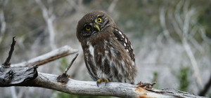 Зоозащитники спасли сову со сломанным крылом из кафе в Борисполе