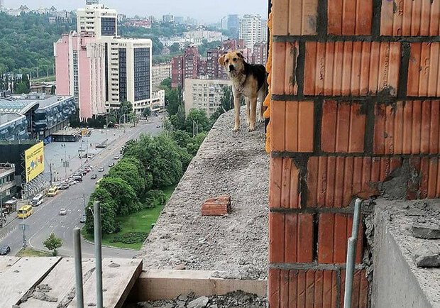 В Киеве спасли пса, который забежал на 18 этаж недостроя. 