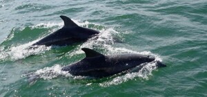 Из-за войны в Черном море погибли тысячи дельфинов: у некоторых ожоги