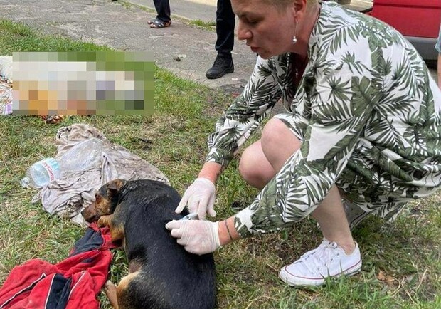 У Києві у зачиненому автомобілі знайшли трупи собак, які померли від теплового удару. 