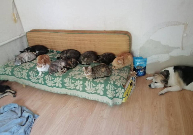 Волонтерка евакуювала 26 тварин з Бахмуту на Київщину. 