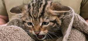 В Одесі рятують лісових кошенят, мама яких померла після російського обстрілу