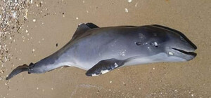 На пляже в Одесской области снова нашли мертвых дельфинов