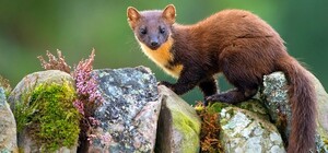 У Солом’янському районі столиці запроваджують карантинні обмеження: причина