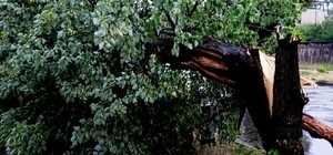 В Киеве в результате вчерашней грозы пострадало около 300 деревьев 