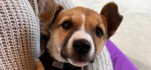 Волонтери Домівки врятованих тварин показали собак, готових до 