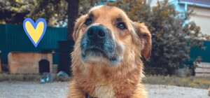 Под Киевом нашли избитую и заминированную собаку