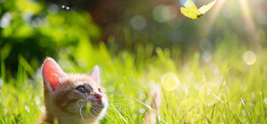 Какой будет погода в Киеве в июле