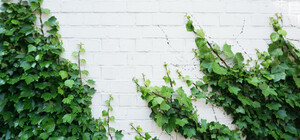 В Киеве планируют заняться вертикальным озеленением: что это и зачем нужно