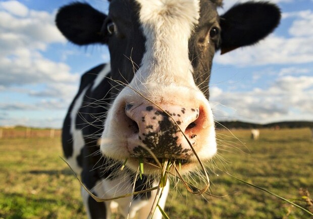 В Киевской области выходили корову с оторванным копытом и отправят ее на протезирование в Германию. 